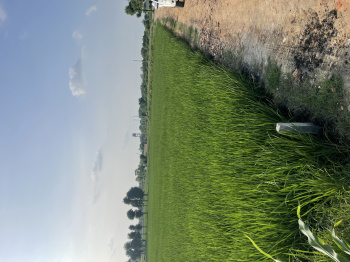  Residential Plot for Sale in Ferozepur Road, Ludhiana
