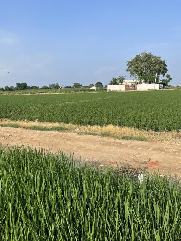  Residential Plot 2150 Sq. Yards for Sale in Ferozepur Road, Ludhiana
