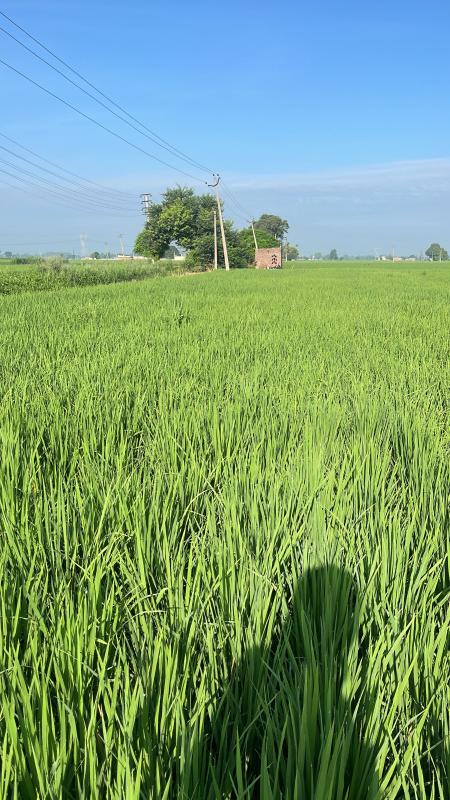  Residential Plot 7 Acre for Sale in Pakhowal Road, Ludhiana
