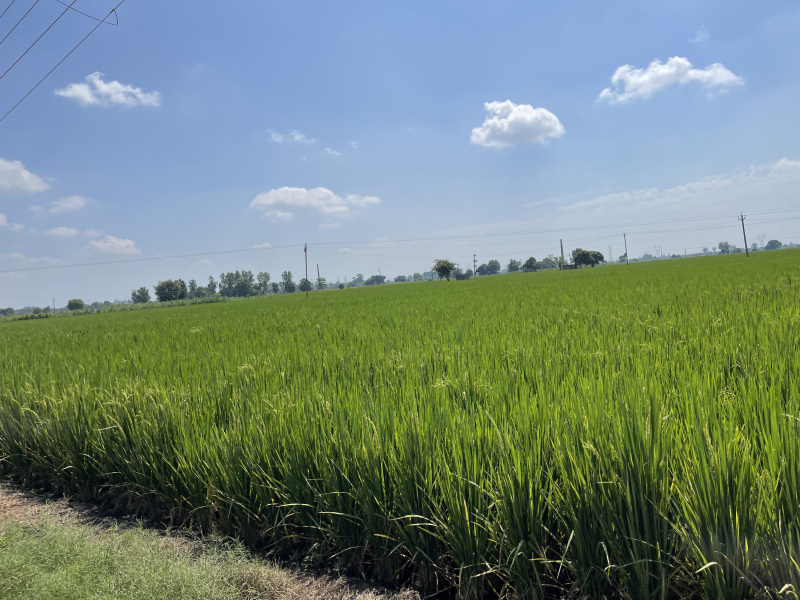  Residential Plot 7 Acre for Sale in Ferozepur Road, Ludhiana