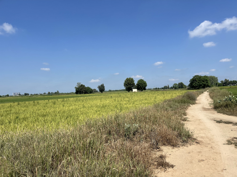  Residential Plot 7 Acre for Sale in Ferozepur Road, Ludhiana