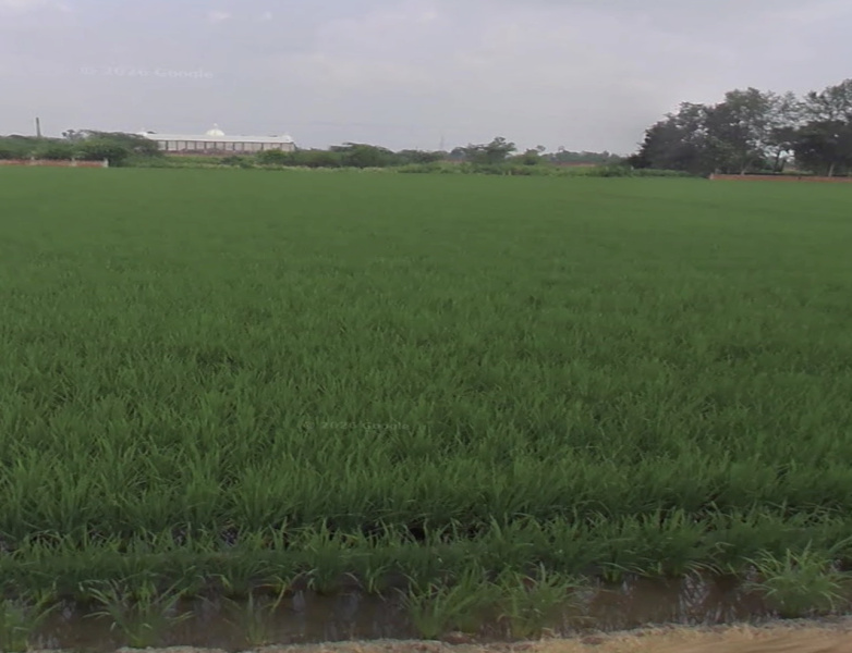  1 Acre Residential Plot for Sale in Pakhowal Road, Ludhiana