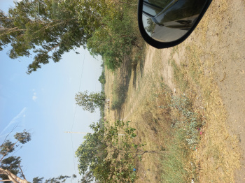  Agricultural Land for Sale in Old Rajpura, 