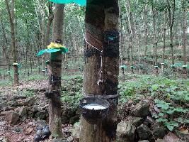  Agricultural Land for Sale in Vazhoor, Kottayam
