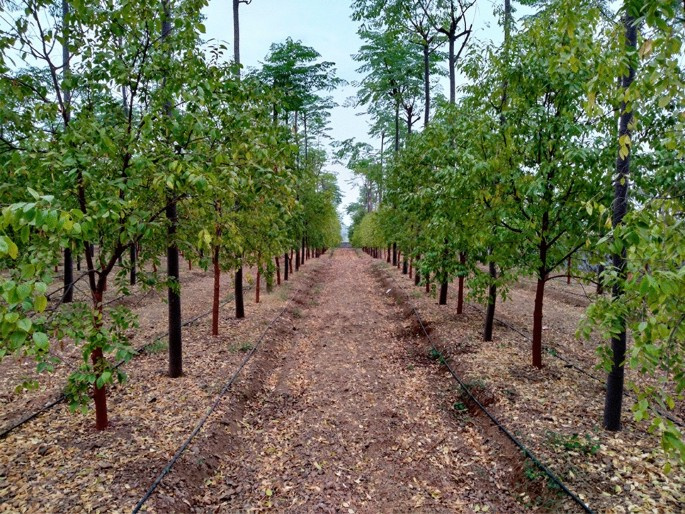  Agricultural Land 187 Sq. Yards for Sale in S Kota, Vizianagaram