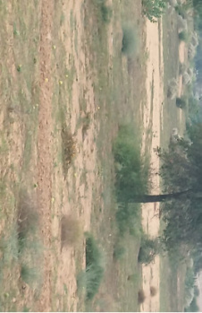 Agricultural Land for Sale in Suratgarh, Ganganagar