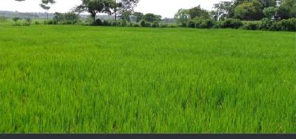  Agricultural Land for Sale in Podalakur, Nellore