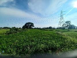  Agricultural Land for Sale in Pusaur, Raigarh