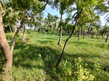  Agricultural Land for Sale in Razole, East Godavari