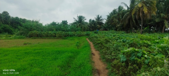  Agricultural Land for Sale in Kothapeta, East Godavari