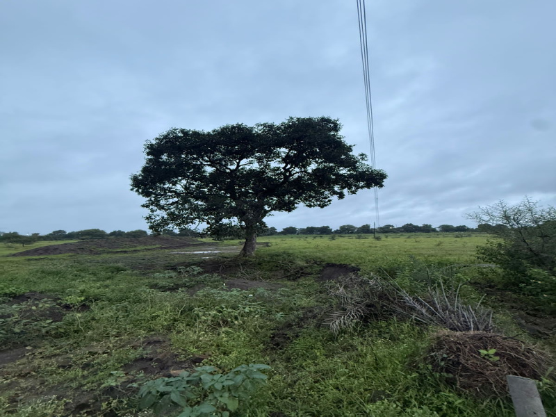 8 Bigha Agricultural/Farm Land for Sale in Sanwer Road, Indore