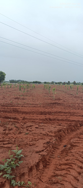  Agricultural Land 9600 Sq.ft. for Sale in Marakkanam, Chennai