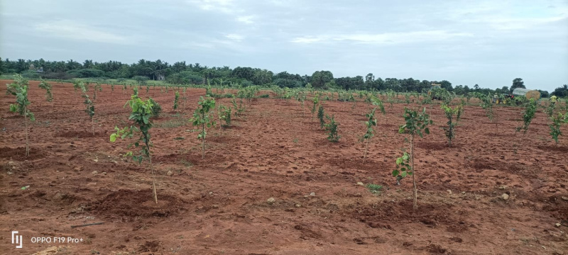  Agricultural Land 9600 Sq.ft. for Sale in Marakkanam, Chennai