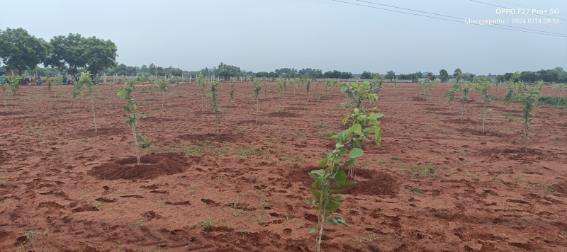  Agricultural Land 9600 Sq.ft. for Sale in Marakkanam, Chennai