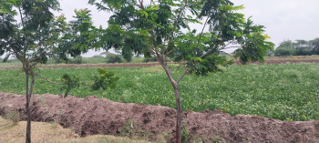  Agricultural Land for Sale in Shirdi, Ahmednagar