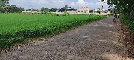 3 Bigha Agricultural Land for Sale in Gurap, Hooghly