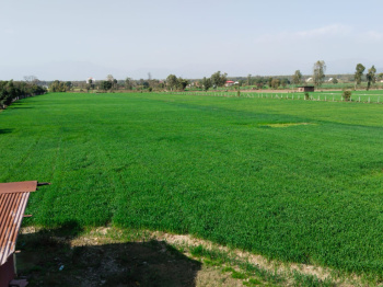  Agricultural Land for Sale in Selaqui, Dehradun