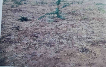  Residential Plot for Sale in Sumerpur Pali