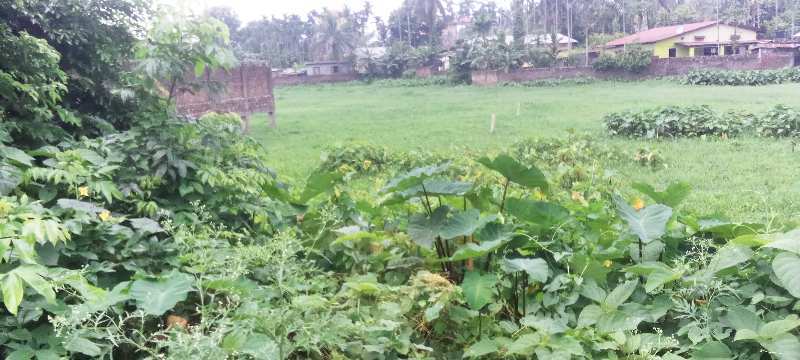  Residential Plot 2013 Sq.ft. for Sale in Majgaon, SONITPUR