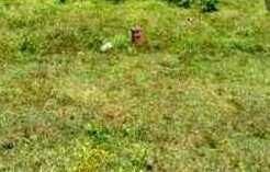  Residential Plot for Sale in Kushalnagar, Kodagu