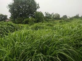  Agricultural Land for Sale in Roha Ashtami, Raigad
