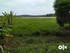  Agricultural Land for Sale in Palissery, Thrissur
