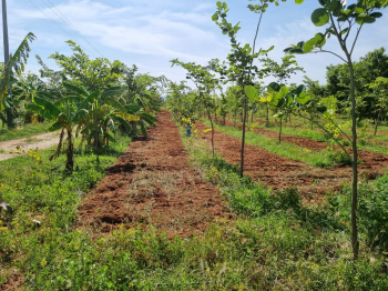  Agricultural Land for Sale in Manapparai, Tiruchirappalli