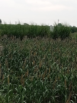  Agricultural Land for Sale in NH 8, Dharuhera
