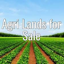  Agricultural Land 30 Bigha for Sale in Ayodhya Bypass, Faizabad