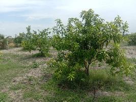  Agricultural Land for Sale in Uthiramerur, Kanchipuram