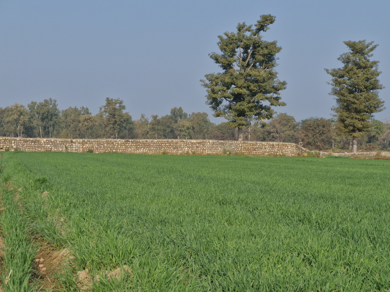  6800 Sq.ft. Agricultural/Farm Land for Sale in Ramnagar, Nainital