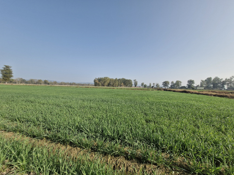  6800 Sq.ft. Residential Plot for Sale in Ramnagar, Nainital