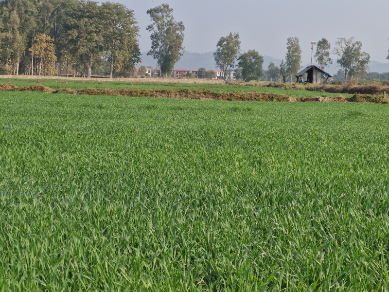  1 Bigha Residential Plot for Sale in Ramnagar, Nainital