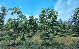  Agricultural Land for Sale in Acharapakkam, Chengalpattu