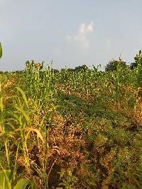  Agricultural Land for Sale in Chincholi, Gulbarga
