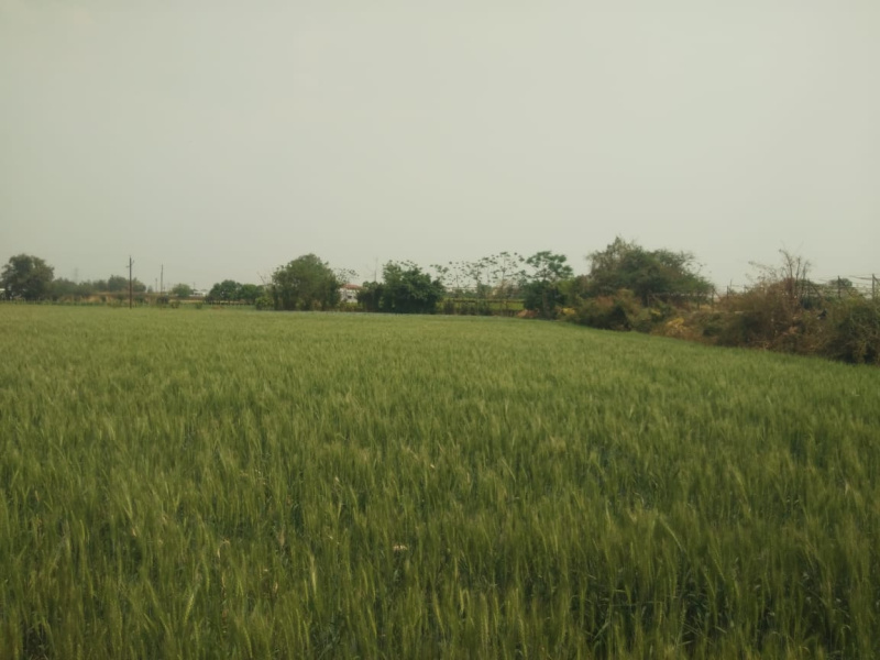 Agricultural Land 1 Acre for Sale in Bhiwapur, Nagpur