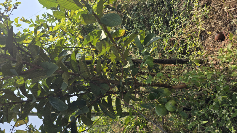  7 Acre Agricultural/Farm Land for Rent in Dindori, Nashik