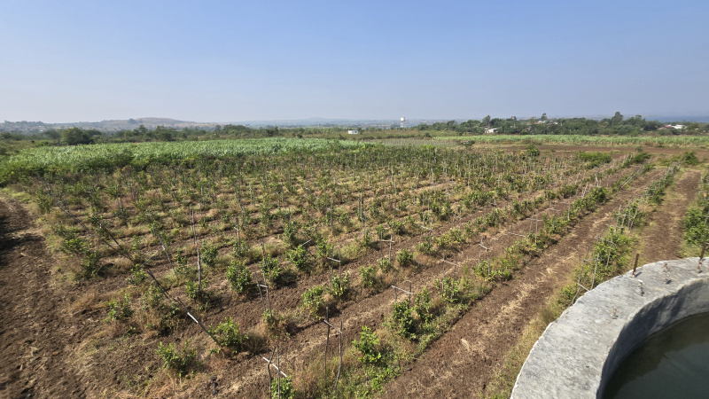  7 Acre Agricultural/Farm Land for Rent in Dindori, Nashik