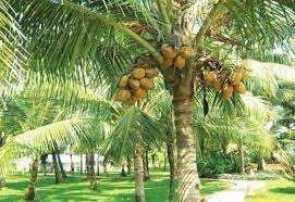 1 RK Farm House for Sale in Udumalaipettai, Tirupur
