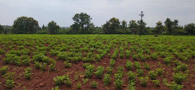 Agricultural Land 20 Acre for Sale in Katol, Nagpur