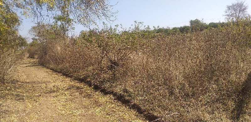 Agricultural Land 17 Acre for Sale in Katol, Nagpur