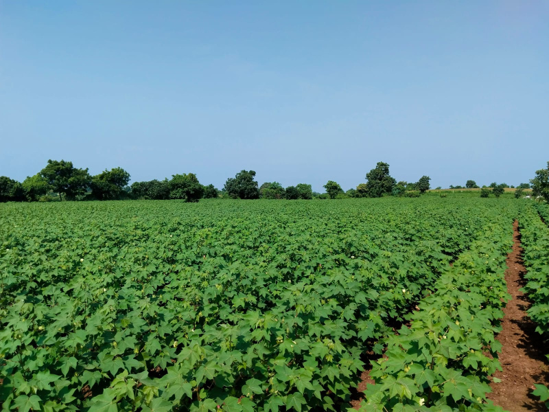 Agricultural Land 65 Acre for Sale in Karve Nagar, Nagpur