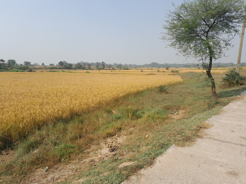  15 Bigha Residential Plot for Sale in Indpur, Bankura