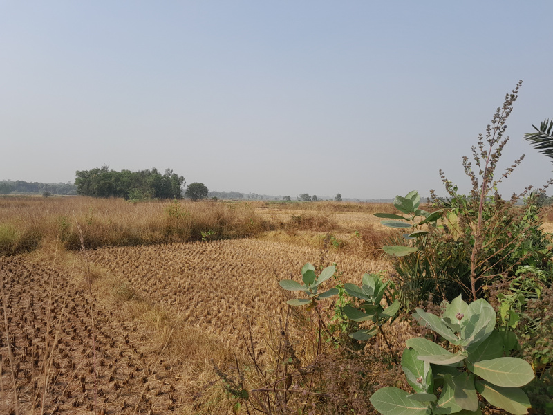  25 Bigha Agricultural/Farm Land for Sale in Beliatore, Bankura