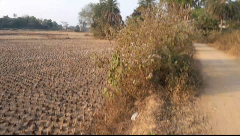  30 Bigha Agricultural/Farm Land for Sale in Dhabani, Bankura