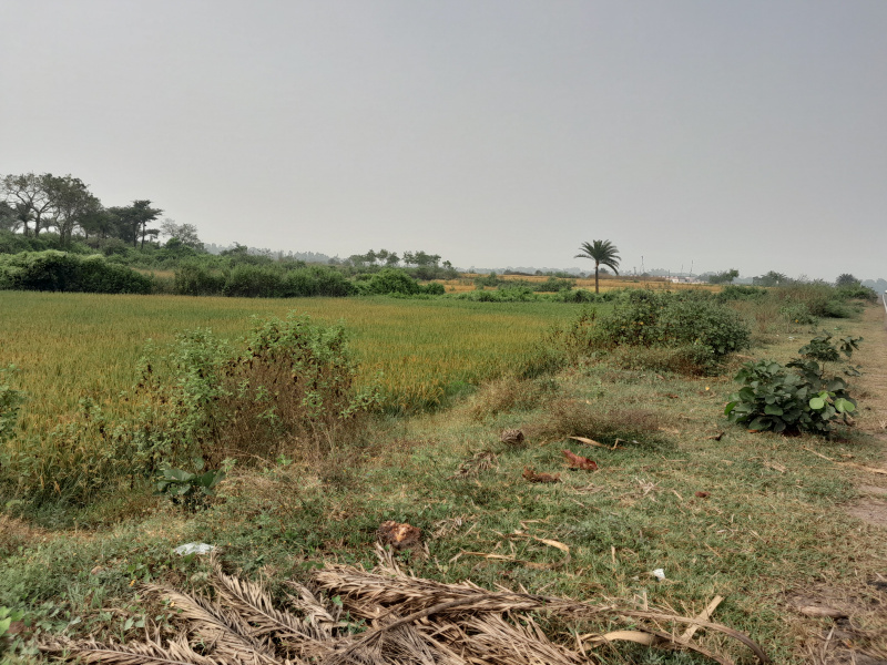  20 Bigha Residential Plot for Sale in Gobindanagar, Bankura