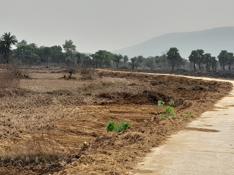  10 Bigha Agricultural/Farm Land for Sale in Chhatna, Bankura