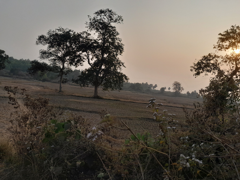  20 Bigha Agricultural/Farm Land for Sale in Beliatore, Bankura