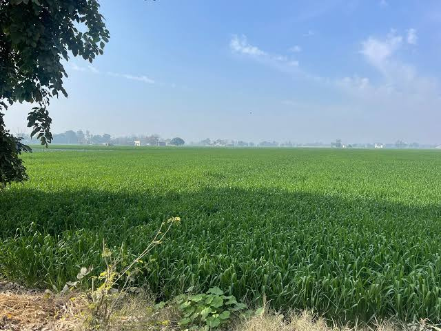  Agricultural Land 10 Acre for Sale in New Chandigarh