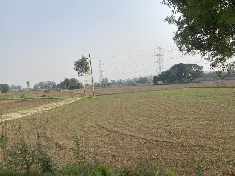  Agricultural Land 80 Acre for Sale in SAS Nagar, Mohali
